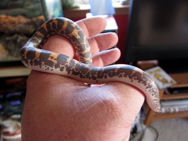 Kenyan Sand Boa