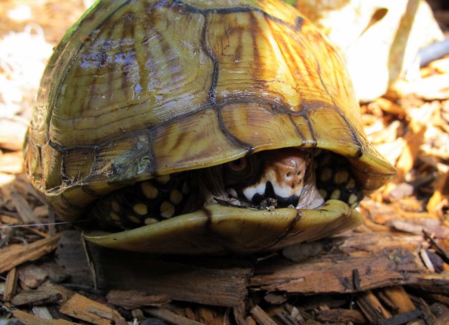 Hello Mr. Turtle