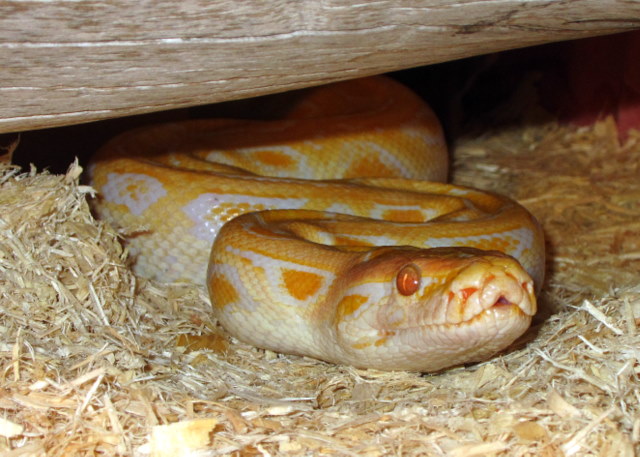 Butters, my new male Albino Burm