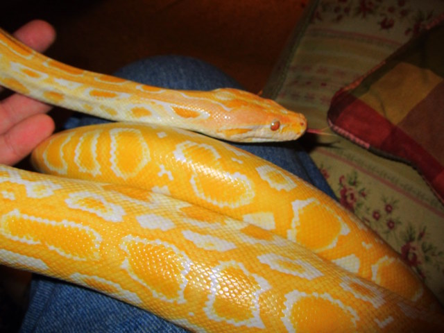 Butters, my new male Albino Burm