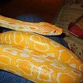 Butters, my new male Albino Burm