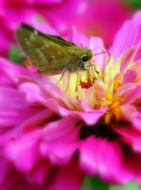 Little Skipper