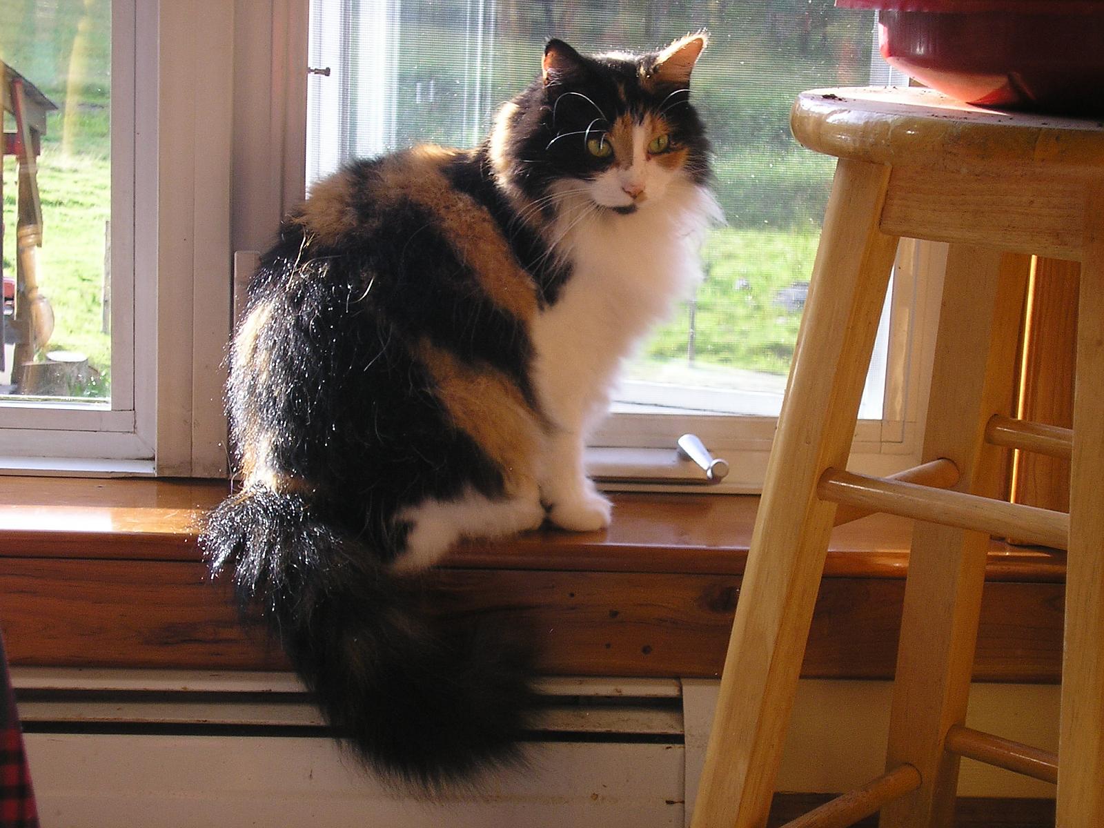 Windowsill longhair cat