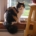 Windowsill longhair cat