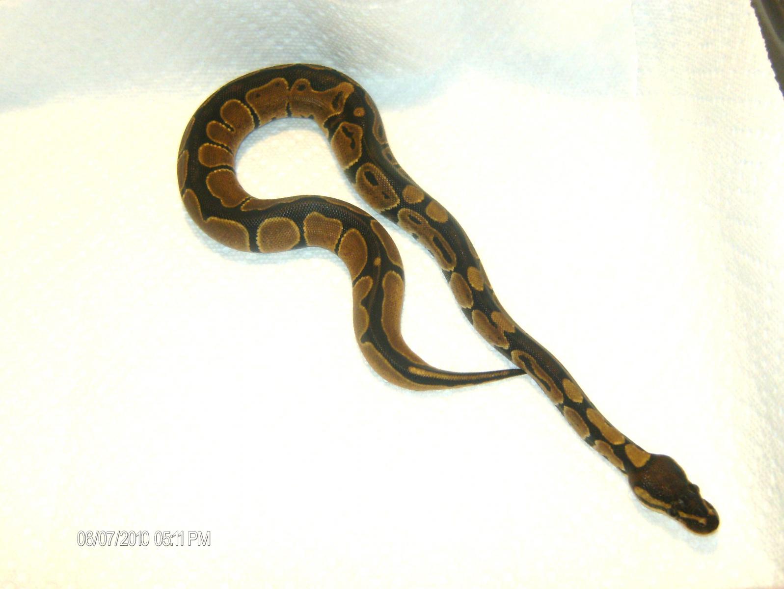 My First Snake!!!!!!!
