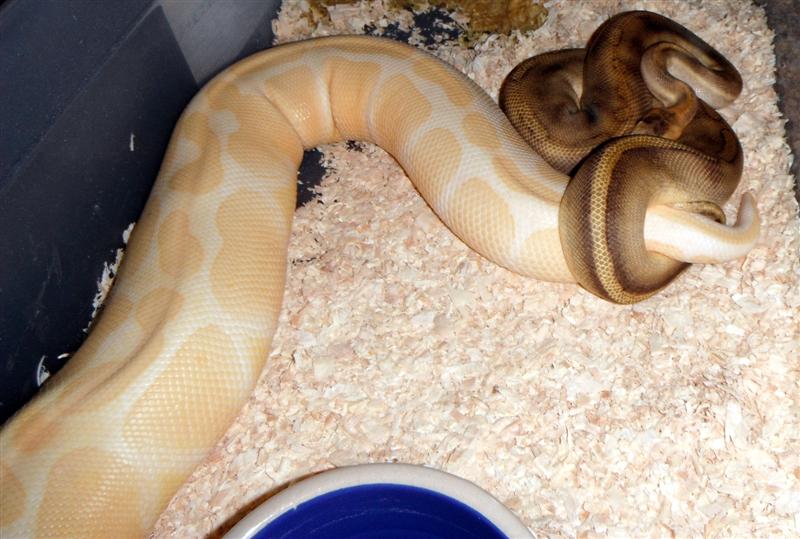 Champagne het ghost X Albino