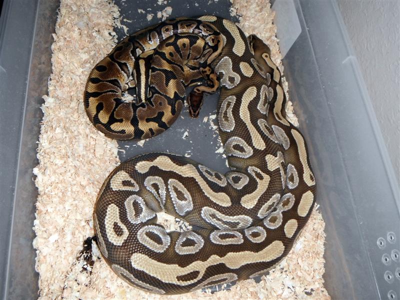 Hidden Gene Woma Granite X Mojave