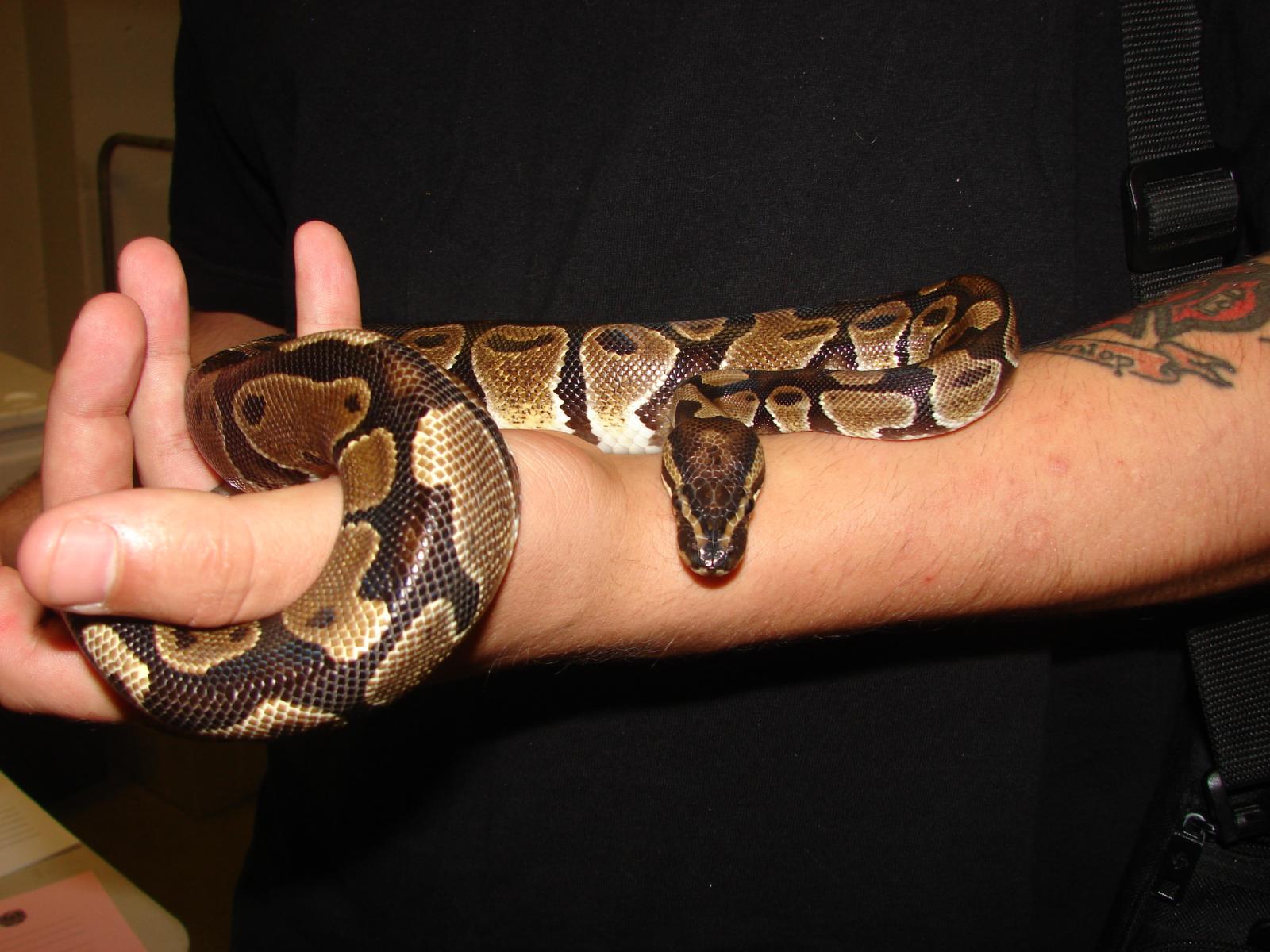 More Of My Slithery Babies