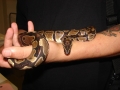 More Of My Slithery Babies