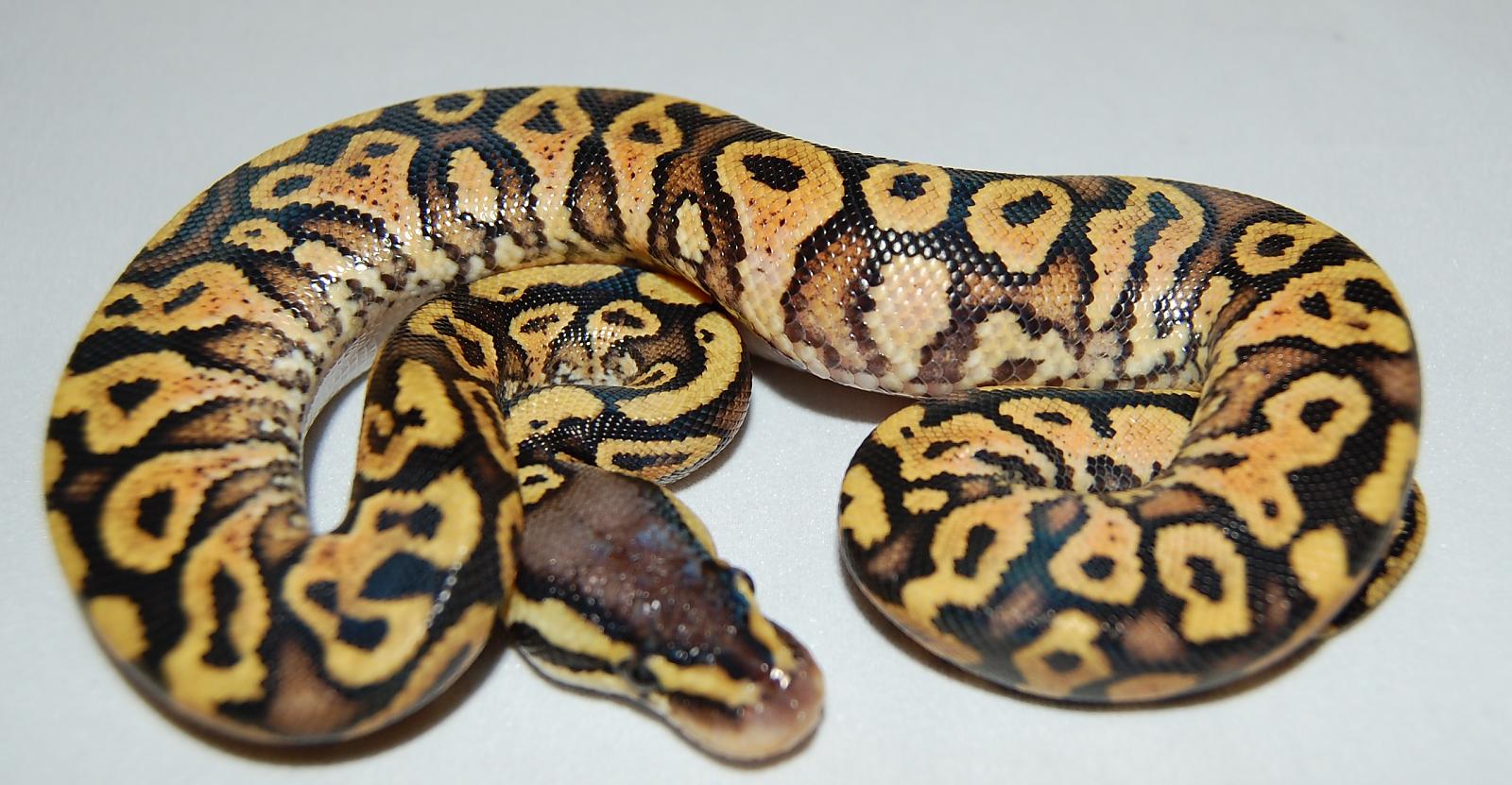 Citrus Yb