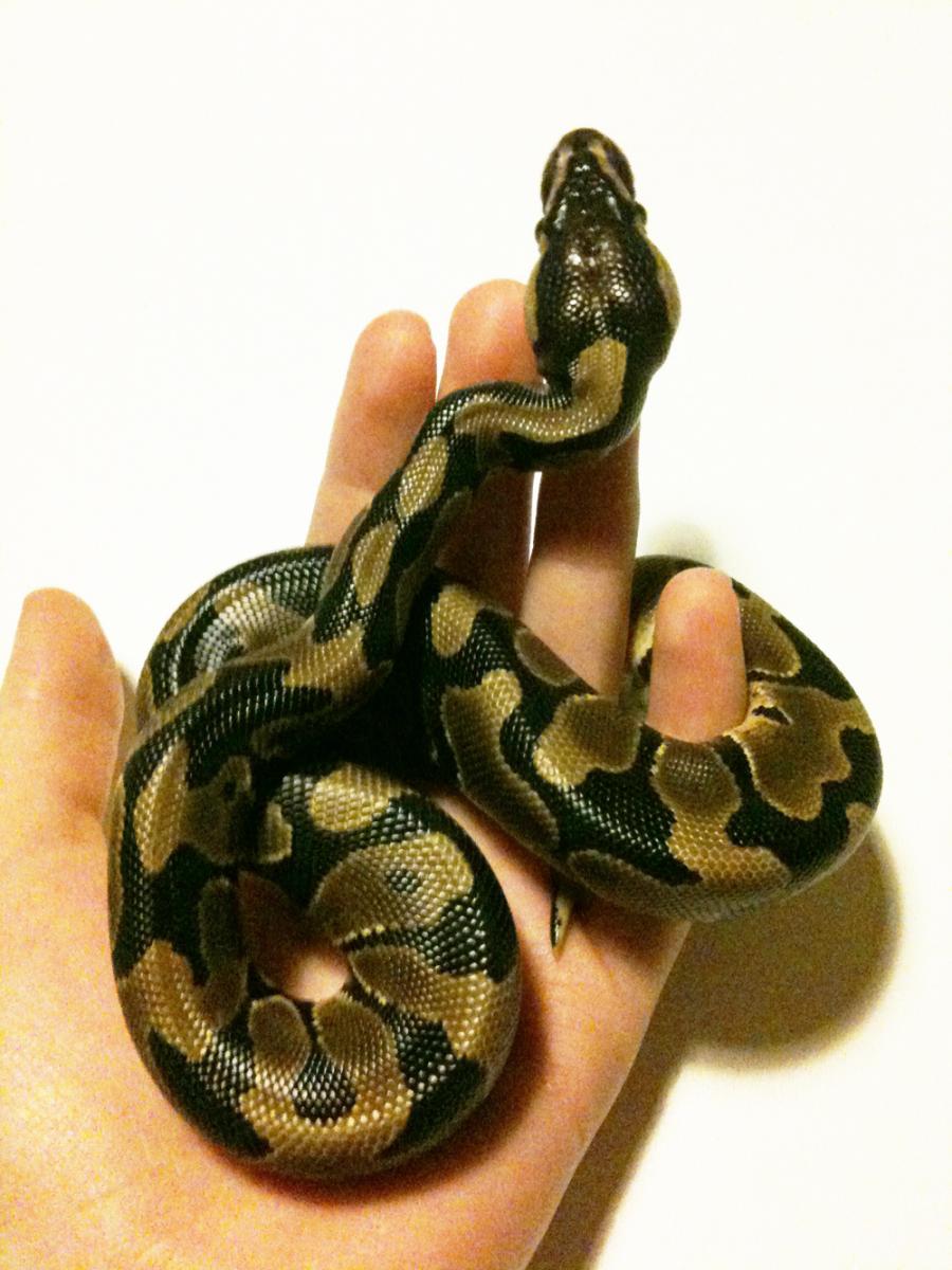 0.1 Genetic Banded