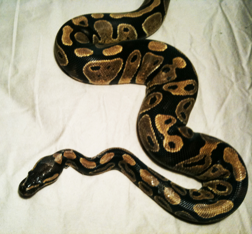 0.1 Het Hypo