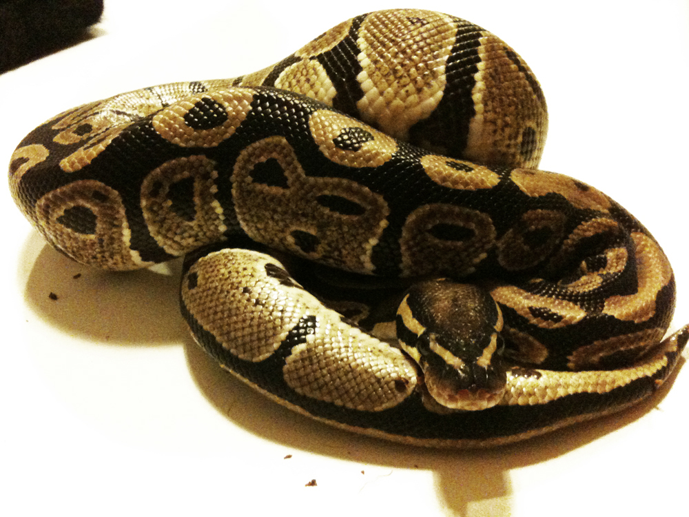 0.1 Poss Het Albino