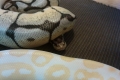 Bumblee Peek
