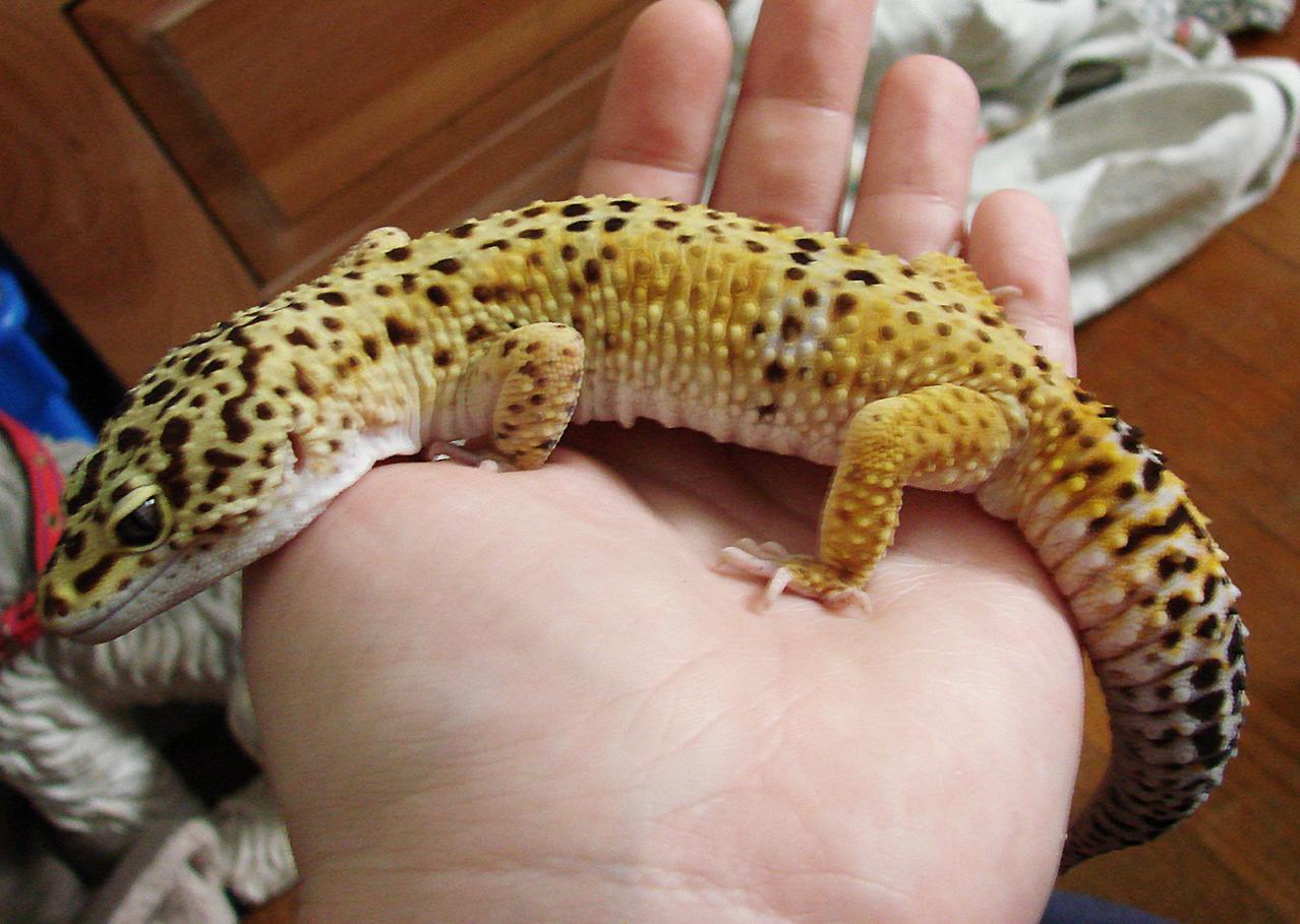 Samson The Leopard Gecko