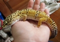 Samson The Leopard Gecko