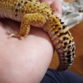 Tail