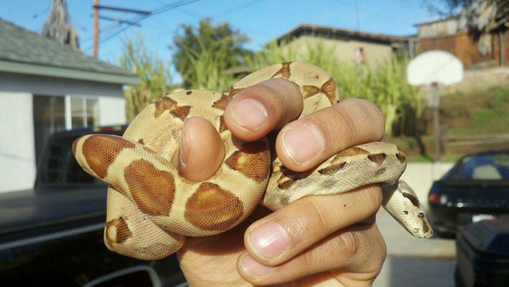 hypo boa
