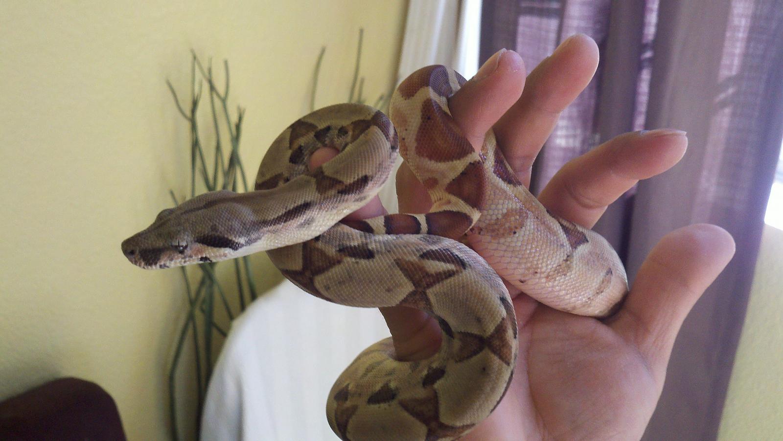 hypo boa