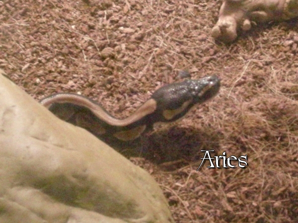 Aries again