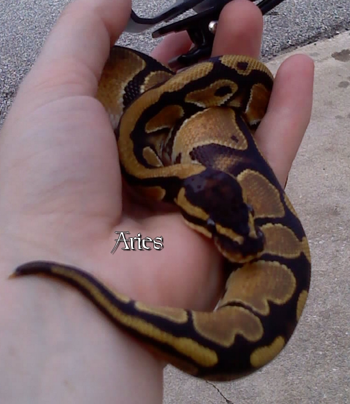 Aries
