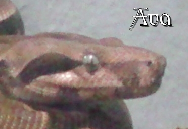 Ava's pretty eyes