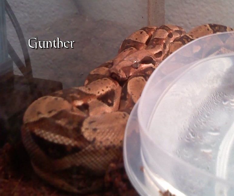 Gunther