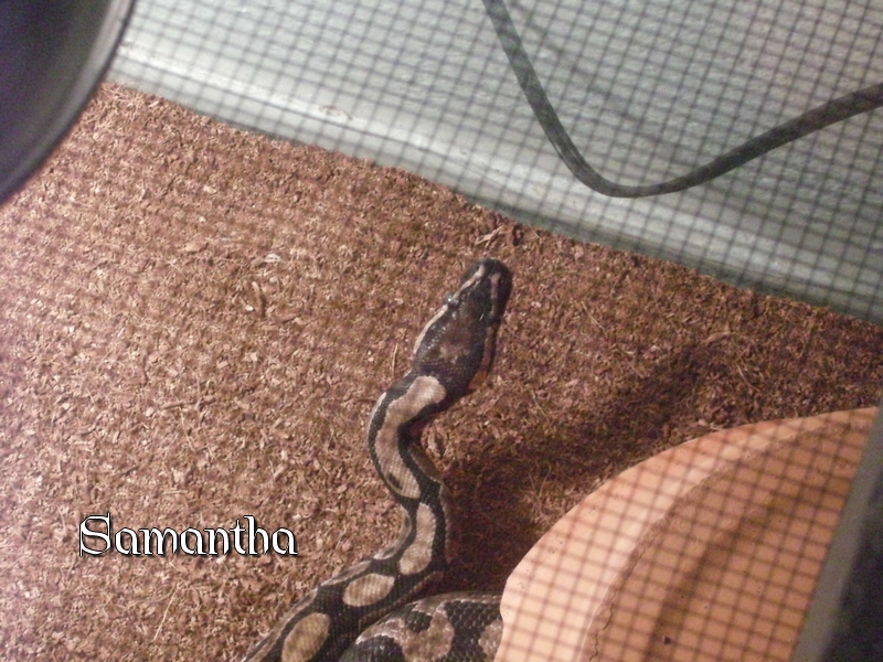samantha