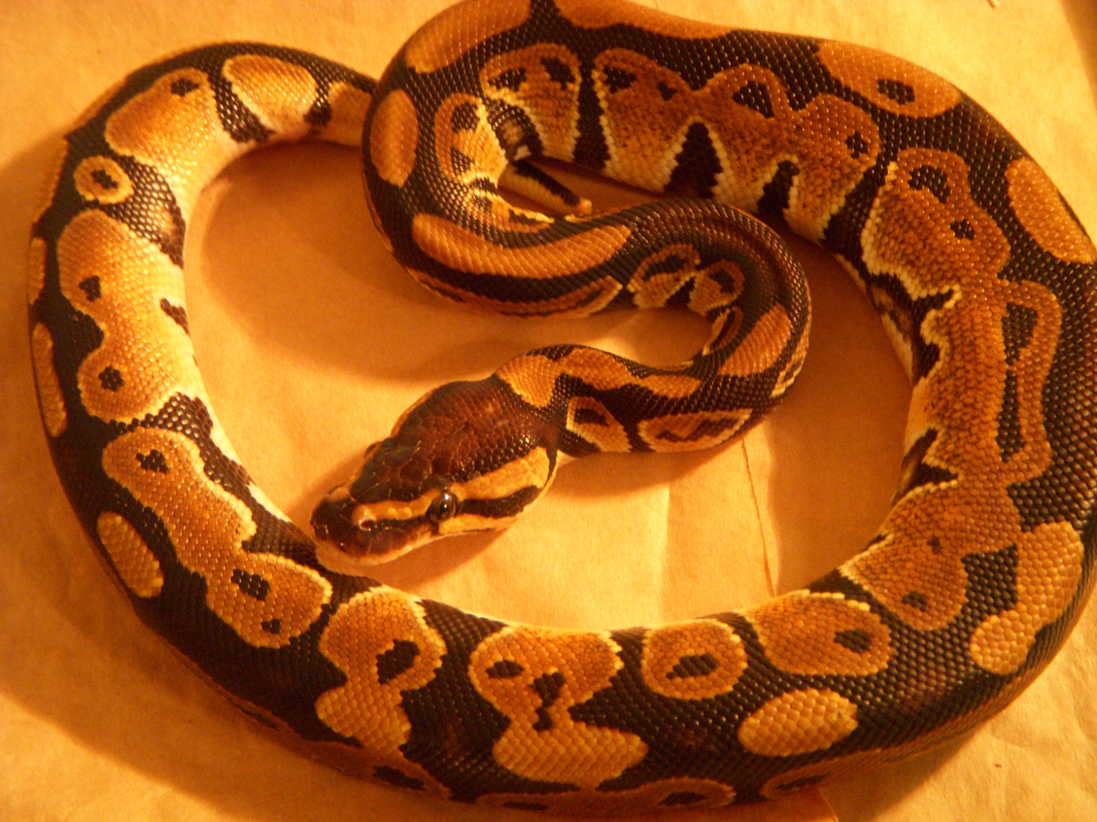 Normal female