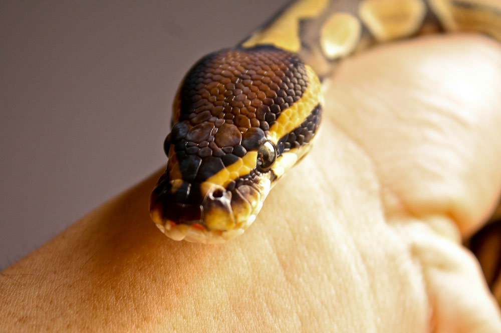 head shot
