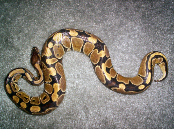 Kekets full body