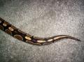Kekets striped tail