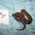 snake7