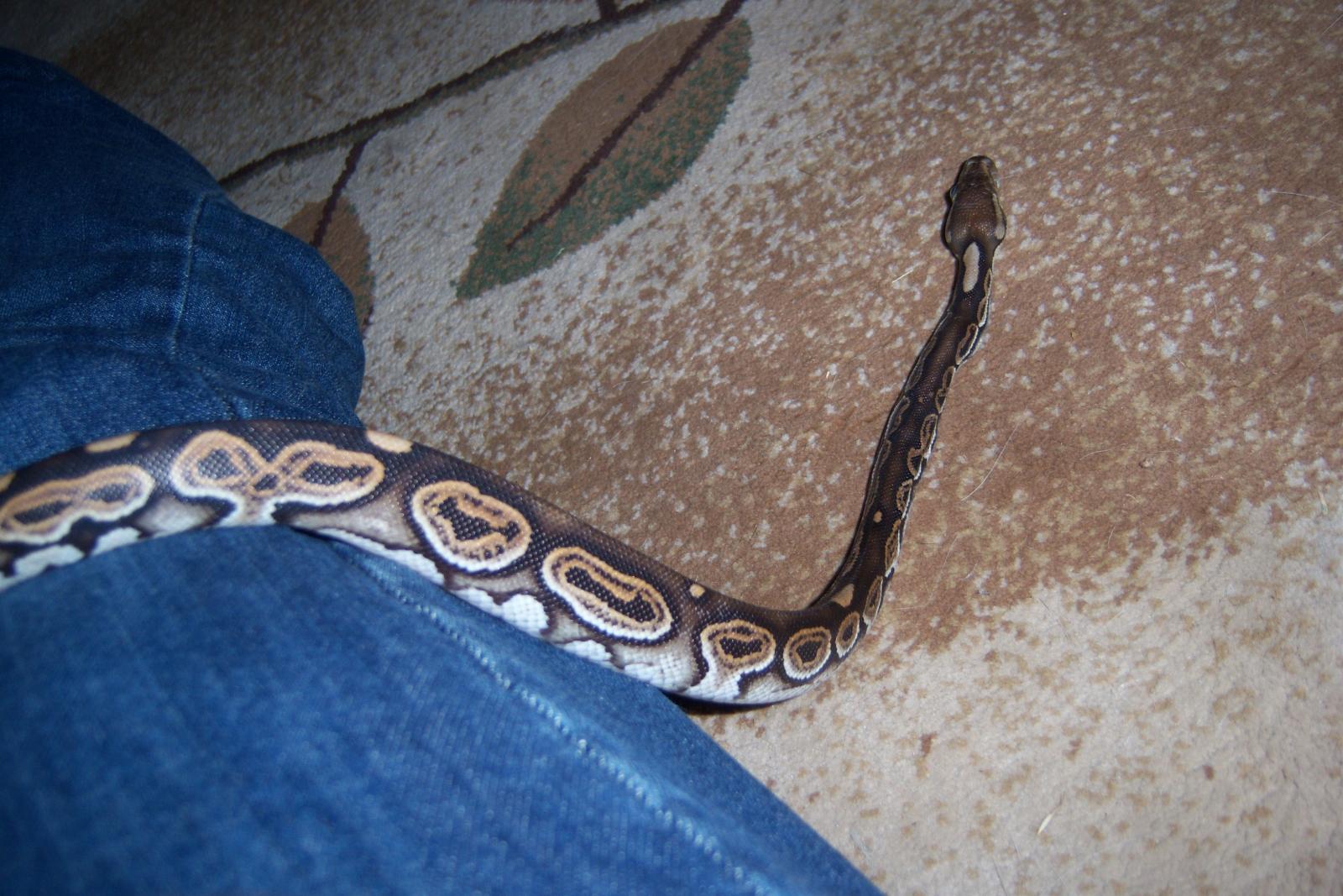 Snake 001