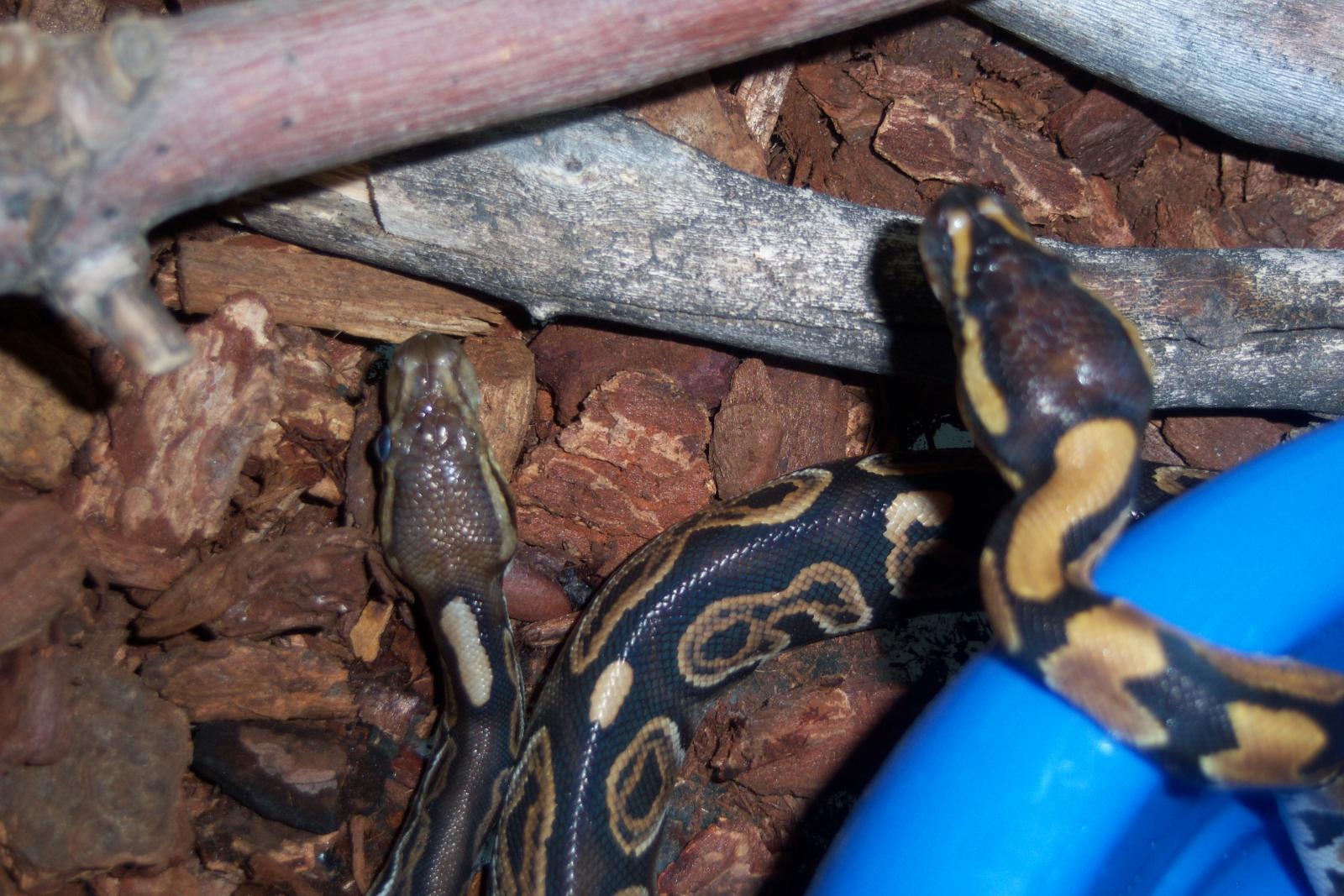 Top View Of Heads