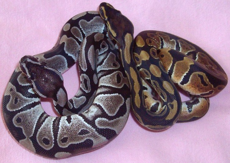 Axanthic