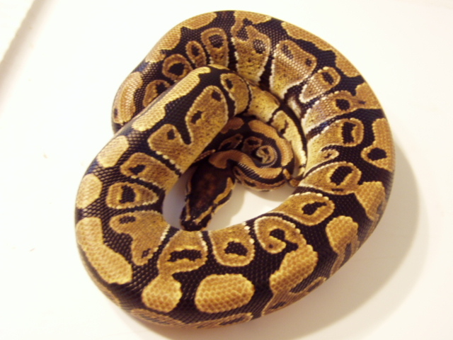 Yellowbelly male