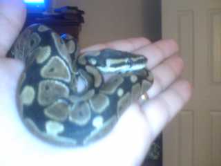 My Ball Aka Baby Monty