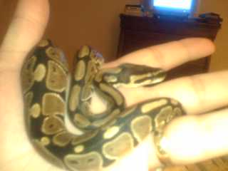 My Ball Aka Baby Monty
