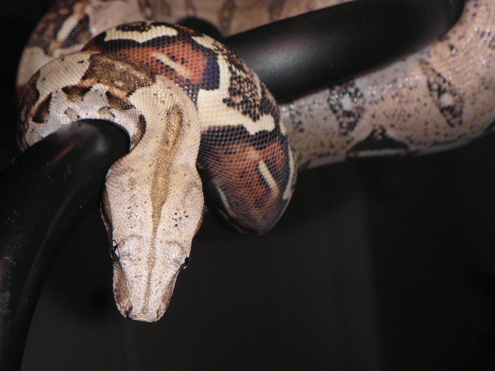 my new red tail
