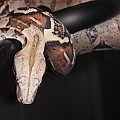 my new red tail