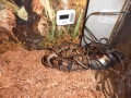 My Snakes