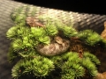 My Snakes