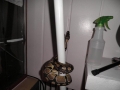 My Snakes