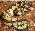 Baby Pastel Bp