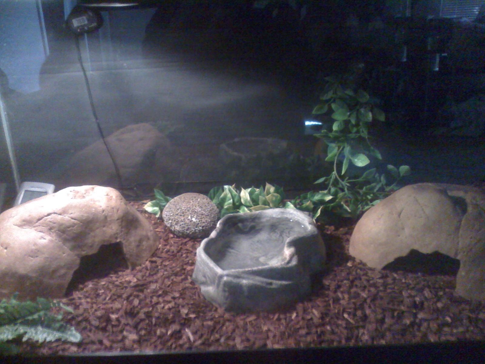ball python setup