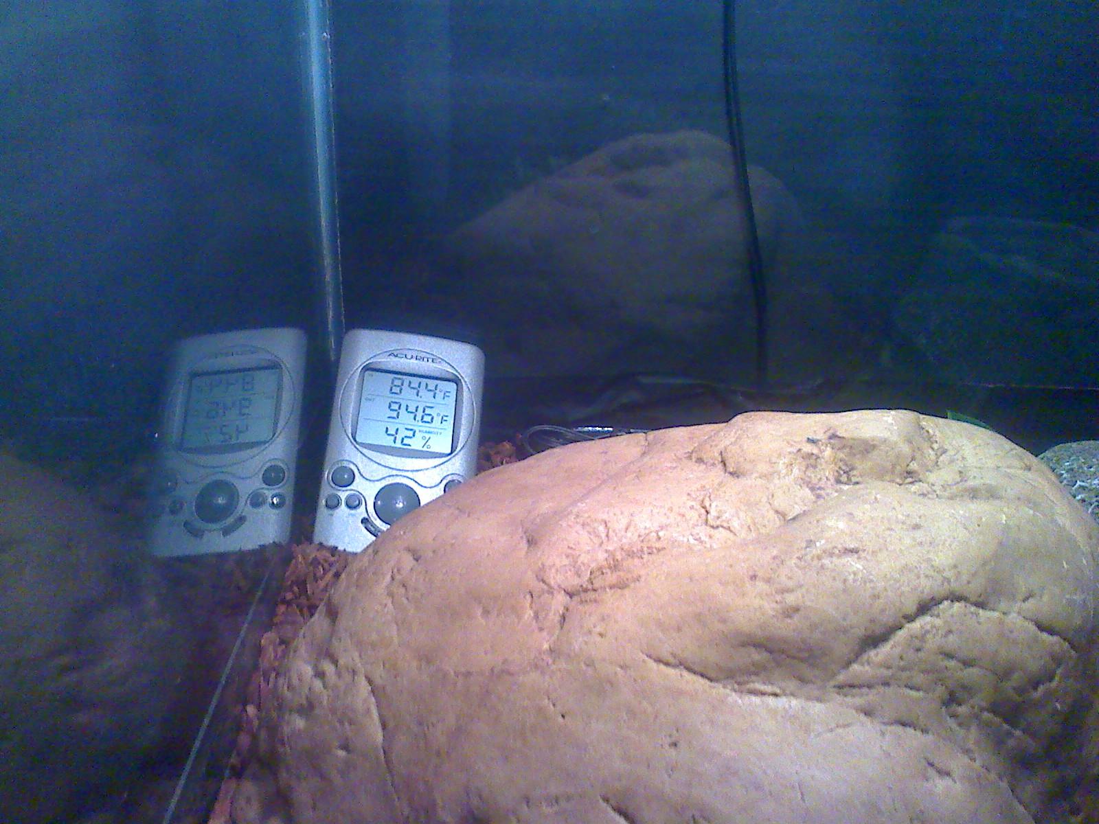 ball python setup