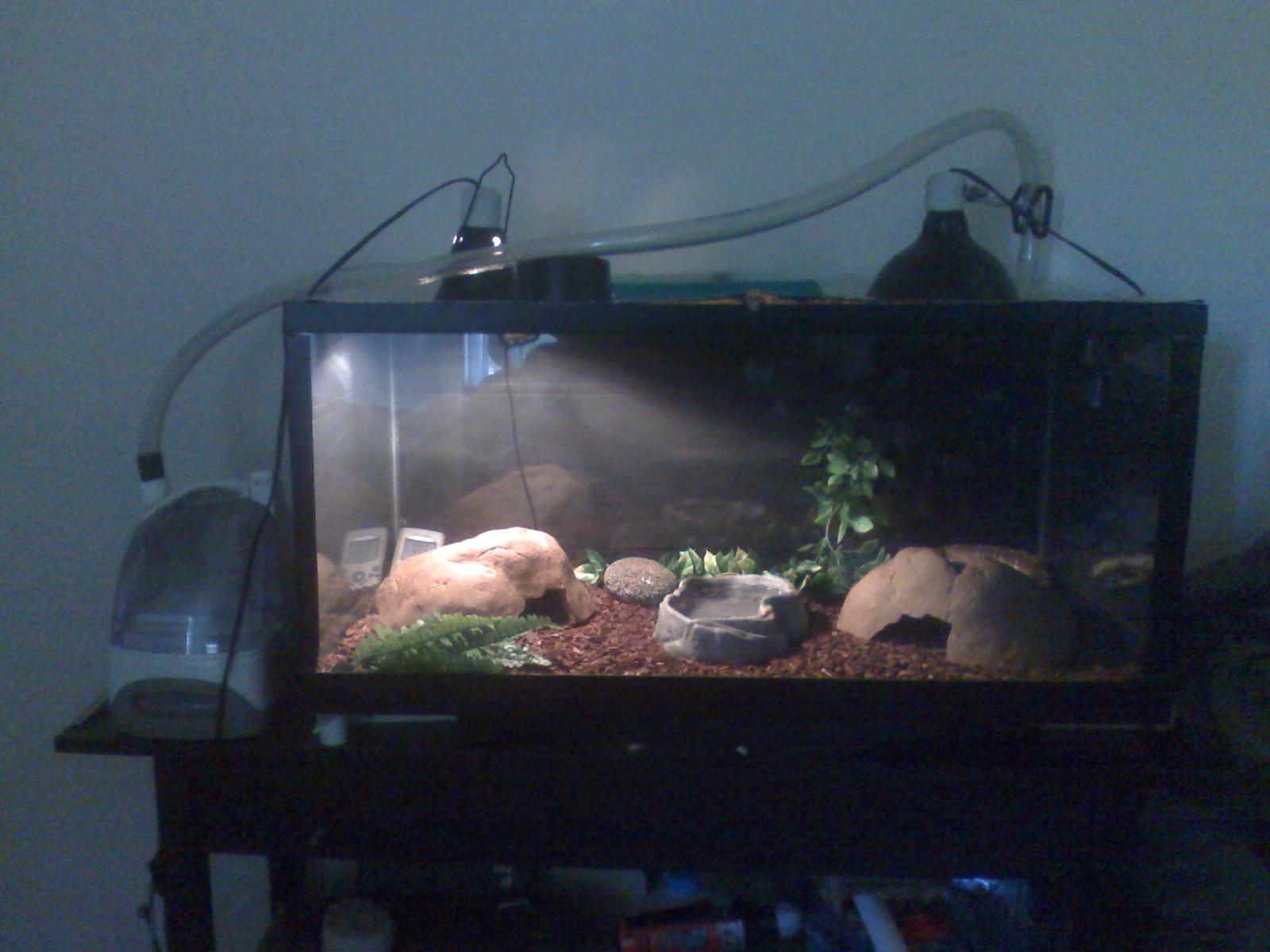 ball python setup