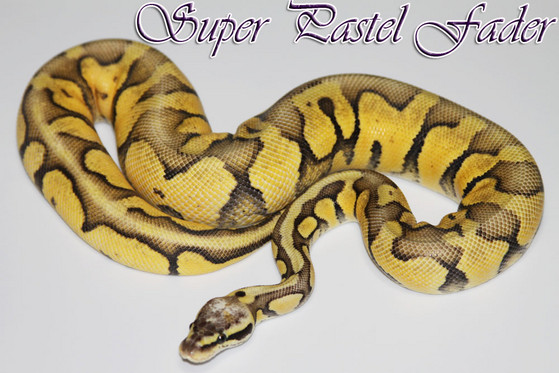 SUPER PASTEL FADER UPDATE