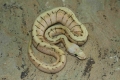 2010 Spinner Blast Male Finally Our Male For The Future